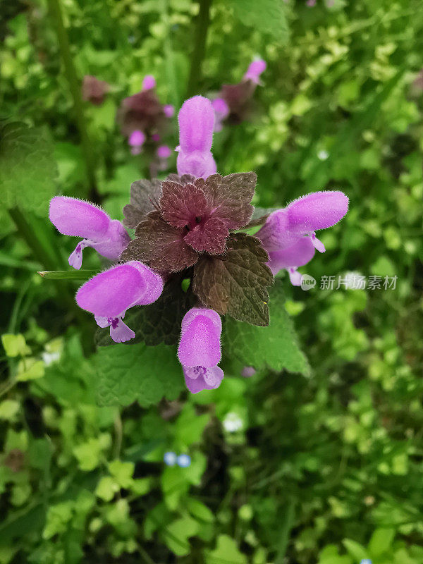 紫荨麻(Lamium purpureum)又称红死荨麻(red dead nettle)、紫死荨麻(purple dead nettle)或紫天使(purple archangel)，是一种一年生草本开花植物